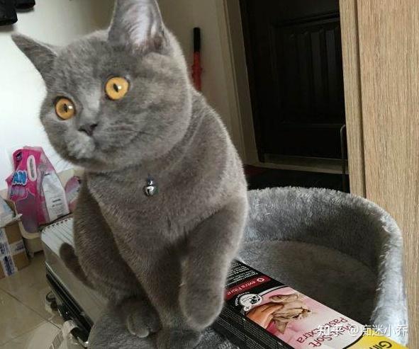 结语:你觉得蓝猫多人养的原因是什么呢?