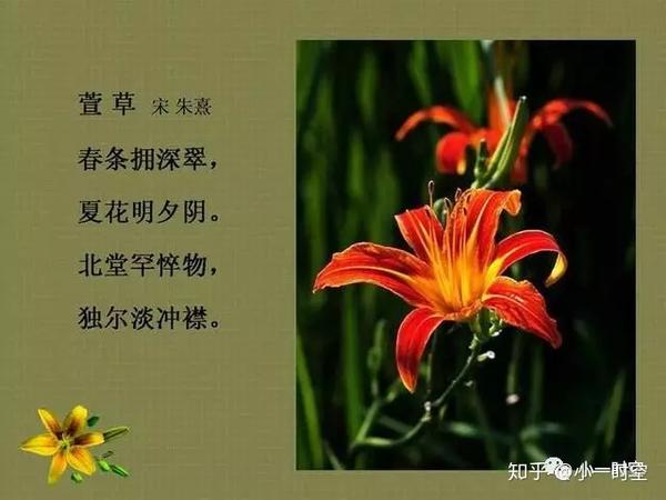 母亲花灿灿萱草花罗生北堂下