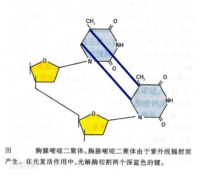 新型冠状病毒28:紫外线照射形成的胸腺嘧啶二聚体的修复