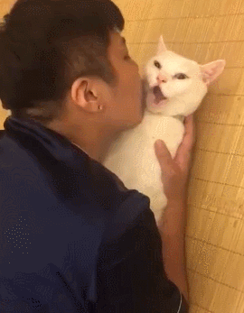 停止亲亲小心猫咪告你性骚扰