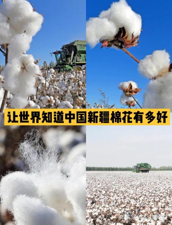 中国有一种丰收如白雪漫地,那就是棉花新疆棉花.