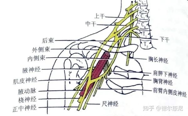 臂丛神经损伤康复治疗