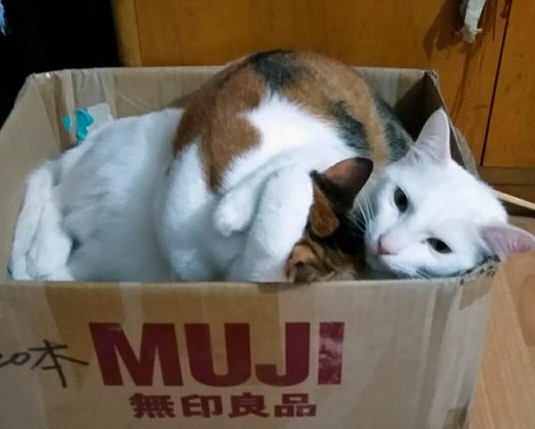 猫自己待在家里会无聊吗?