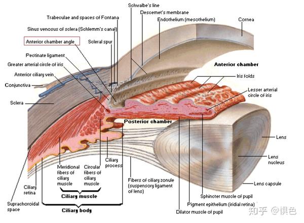 前房角(anterior chamber angle)