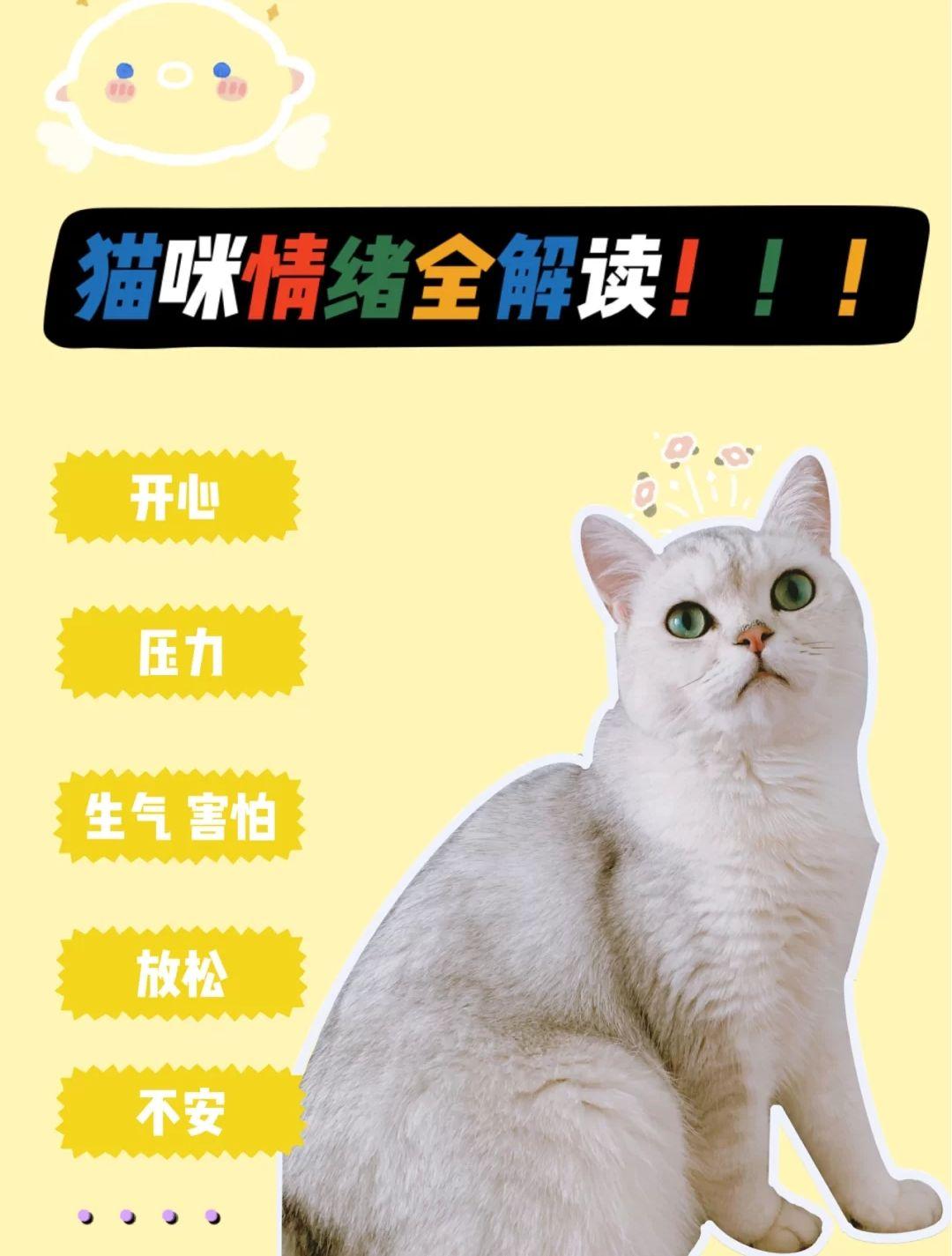 猫咪情绪全解读