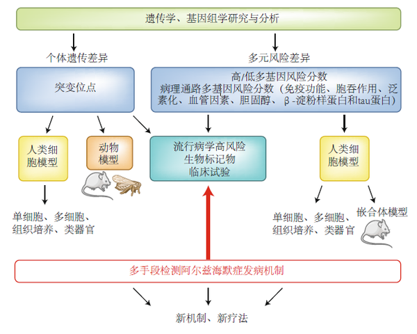 文章中描述研究阿尔兹海默症发病机制的图解模型—《自然-神经科学》
