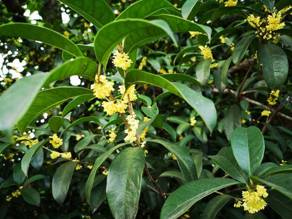 20首咏桂花诗词一年秋意浓十里桂花香