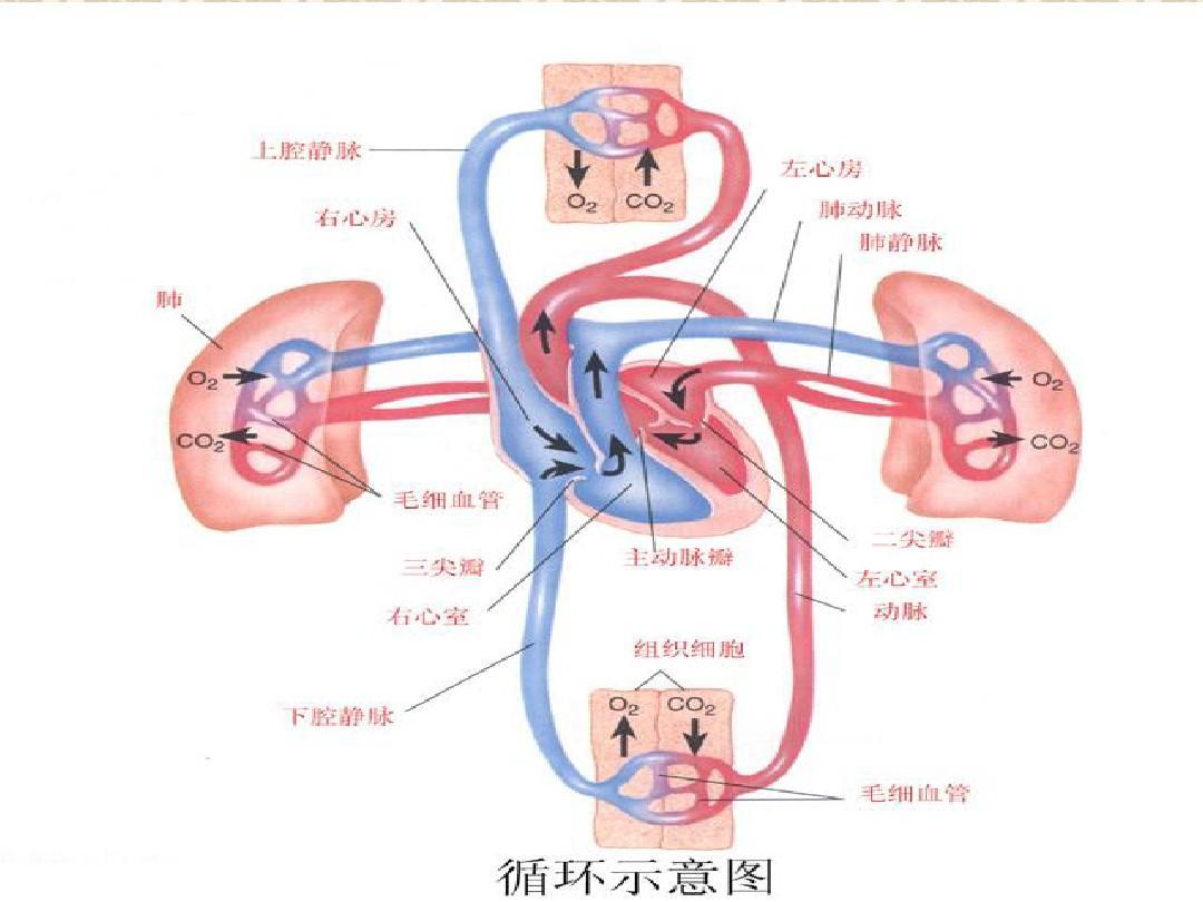 练习循环系统十九