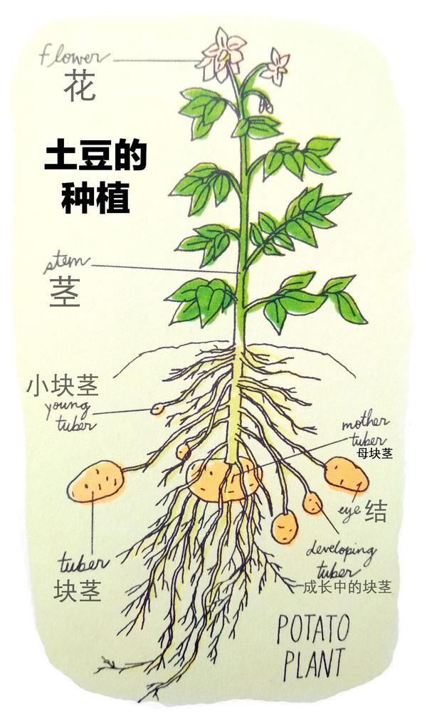 土豆生长在地下,花朵长在植株的顶端.