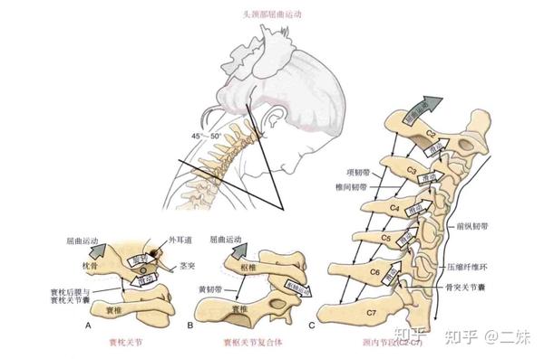 属于髁状关节;寰枕关节的运动为矢状面点头5度与低头10度,冠状面头部