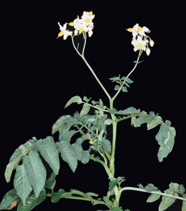 野生土豆solanum chacoense