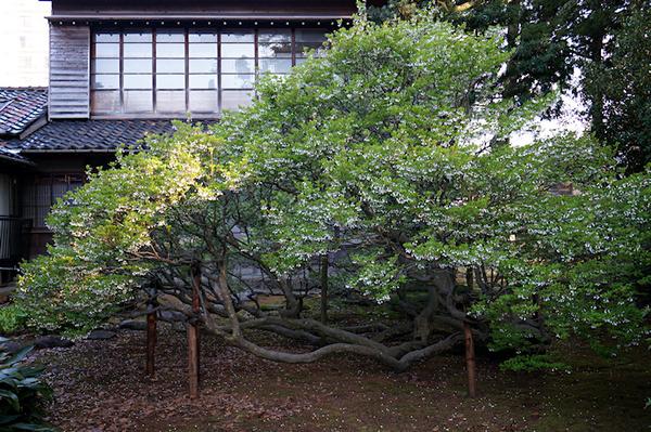 植物|日本吊钟