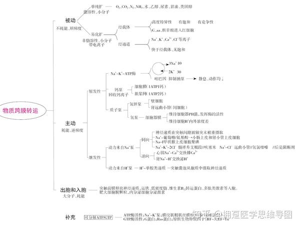 生理学绪论细胞的基本功能思维导图笔记重点