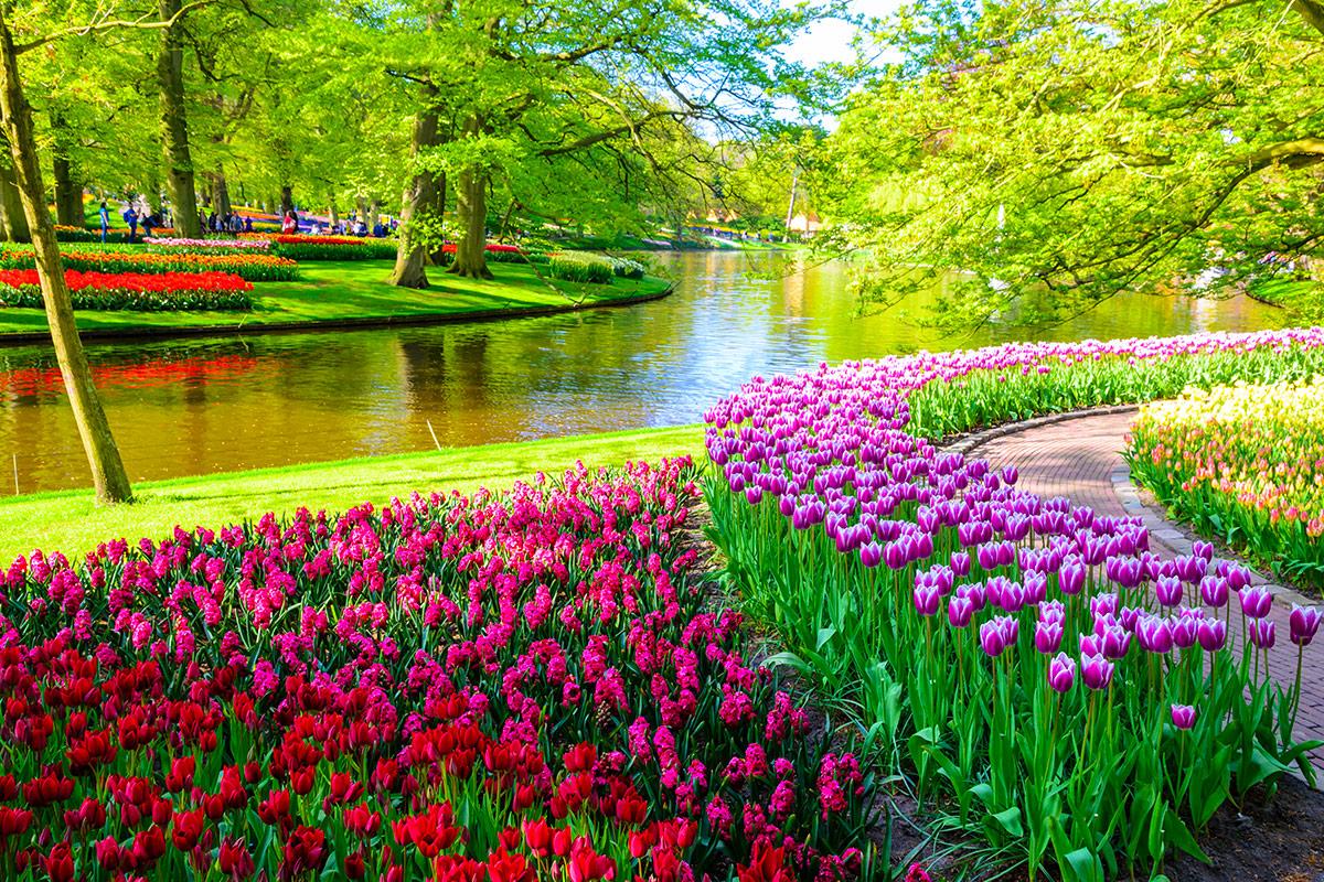 镜头下的荷兰抓住春天的尾巴欣赏镜头下的花花世界