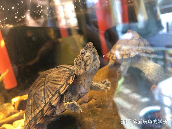 剃刀龟 - 知乎