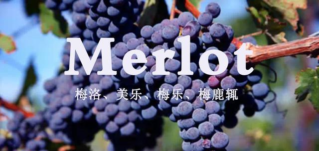 梅洛丨merlot红葡萄酒中的王后