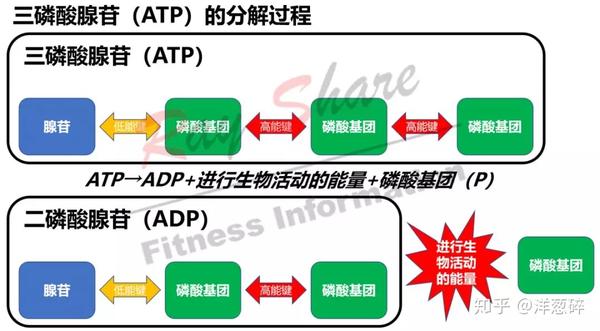 人体供能系统之磷酸原系统atpcp