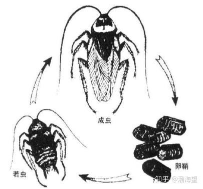 蟑螂世家 蟑螂一生分 卵,若虫和成虫3个阶段, 属于不完全变态的昆虫