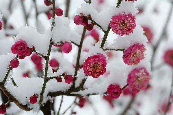 雪落在红梅身上