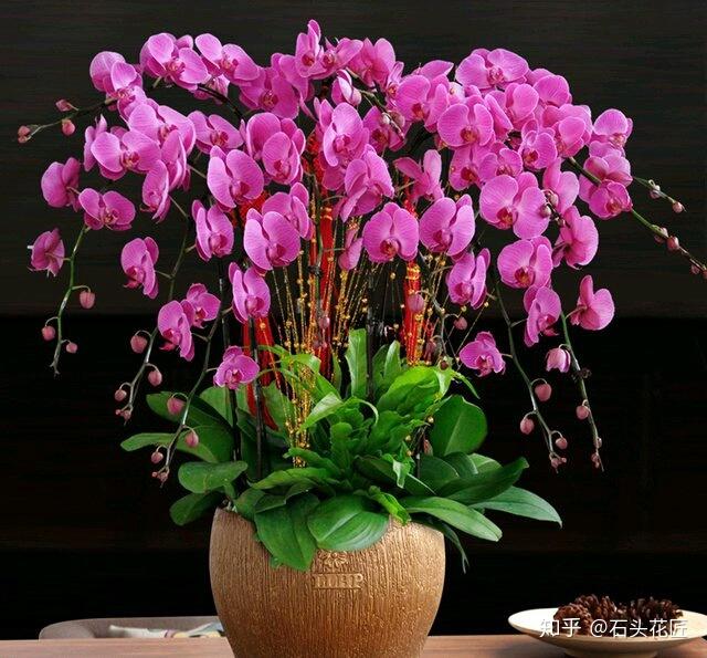 过年挑选4种花,是2021年春节
