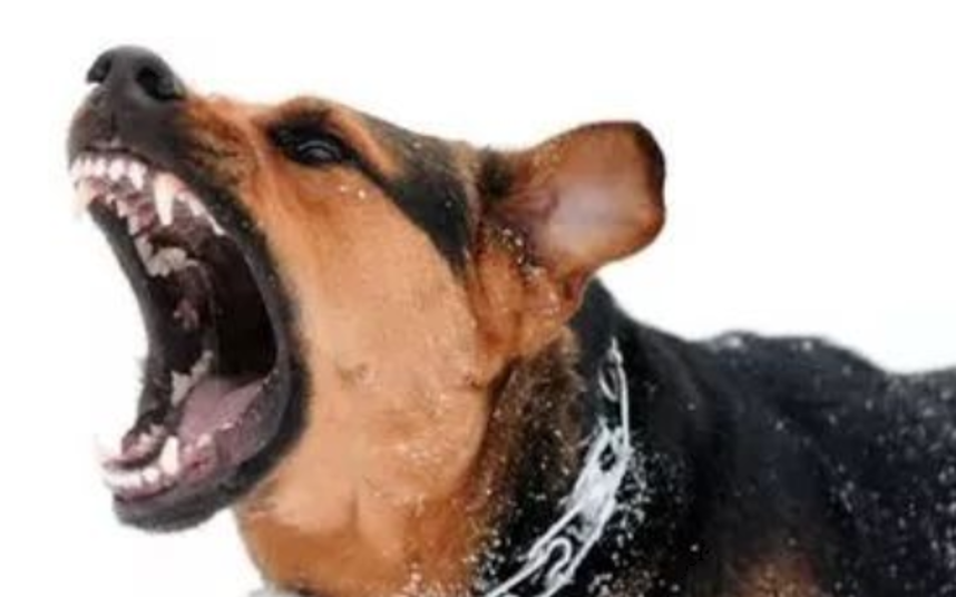狗狗舔了自己的伤口会得狂犬病吗,潜伏期有多长?