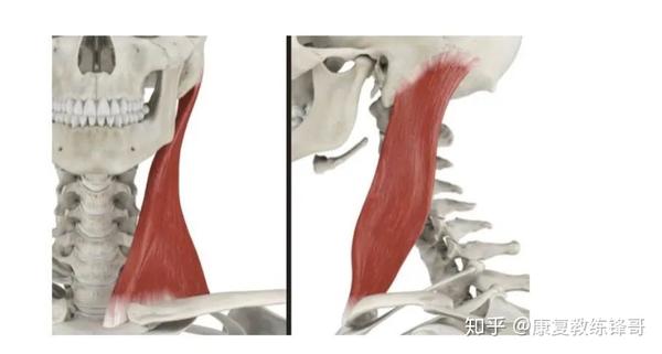 第三块肌肉是头半棘肌 这块肌肉附着在第3颈椎到第7颈椎横突和第1胸椎