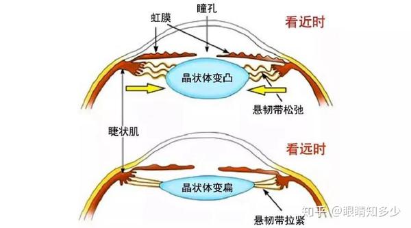 要看清事物,那么远近不同,光线强弱不同的事物,都要准确投在视网膜上
