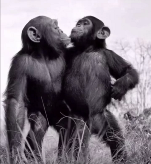 有没有最近很火的1800000年前猿人的搞笑文案