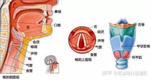 耳鼻喉科医生邹道旺:急性会厌炎的基本病因是什么?