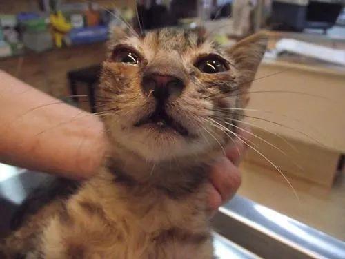 猫咪总打喷嚏是怎么回事