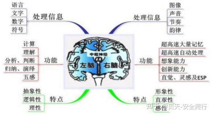 四大脑叶成熟的顺序: 枕叶——顶叶——颞叶——额叶,枕叶是大脑最先