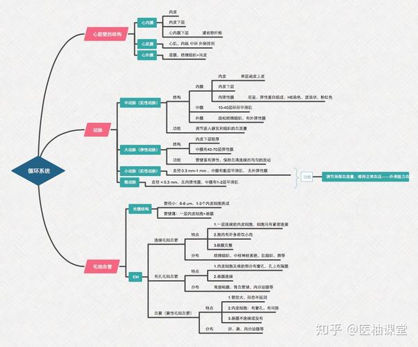 组织学与胚胎学思维导图分享