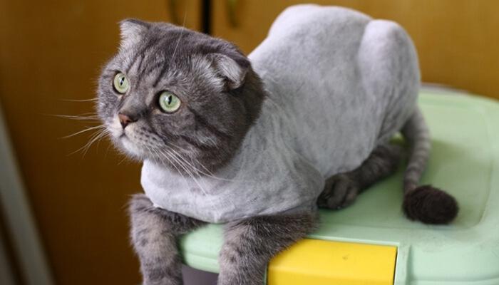 夏天给猫咪剃毛好吗