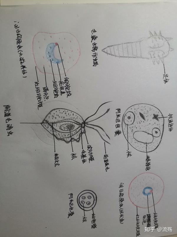 人体寄生虫学绘图
