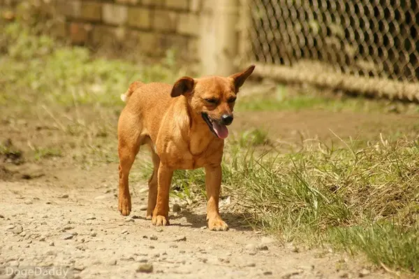 你确定有"中华田园犬"这个品种吗?我是真的尴尬了