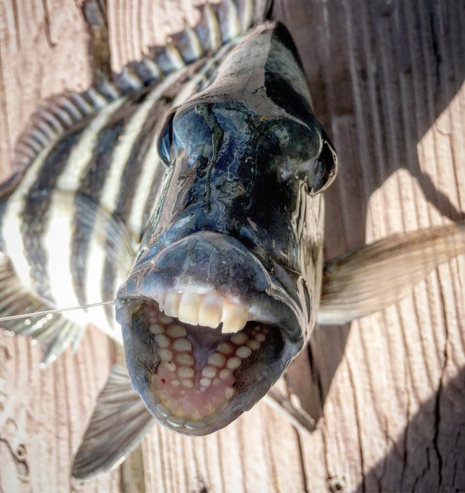 这种长满牙齿的鱼可以帮你开核桃吗