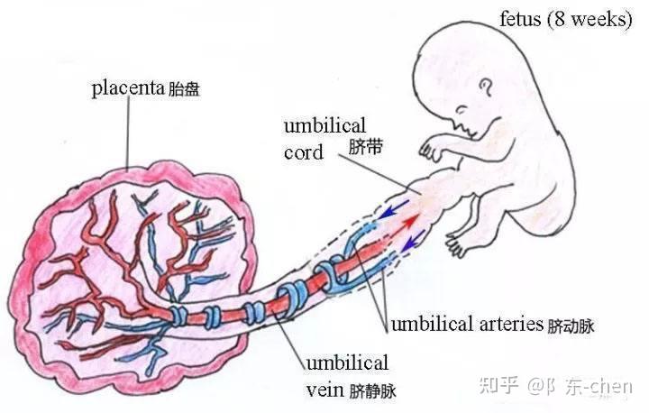 很困惑脐带血胎盘和脐带都有什么不同种类太多了分不清留哪个