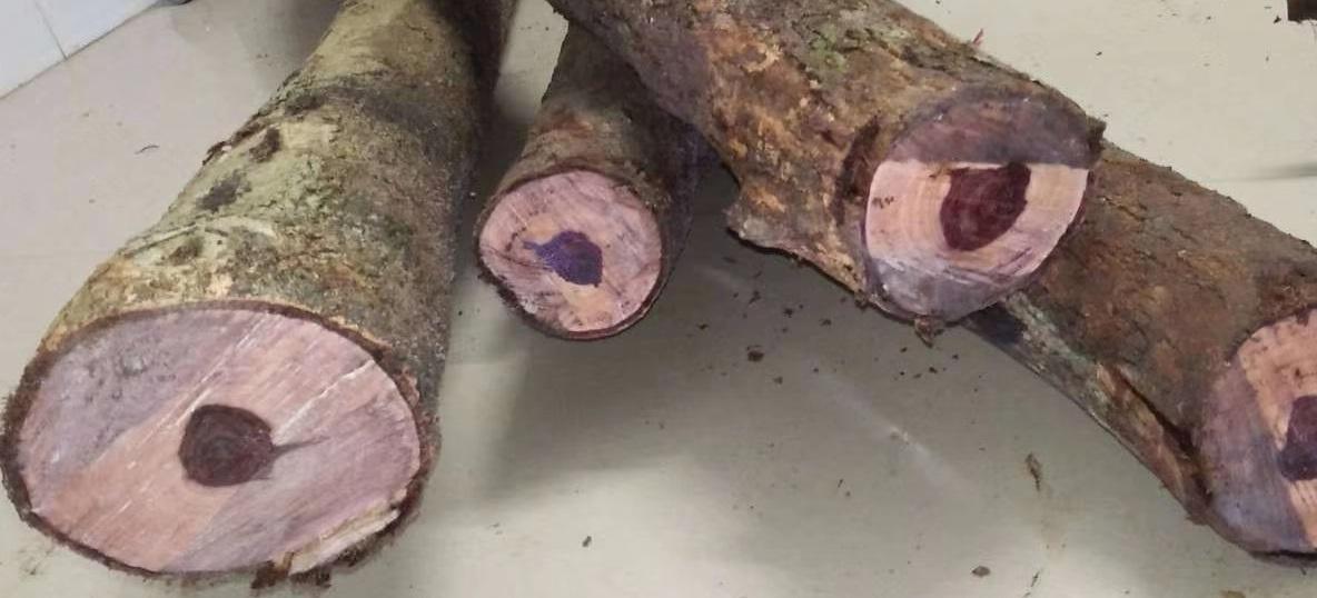 认识国标红木⑦降香黄檀海南黄花梨