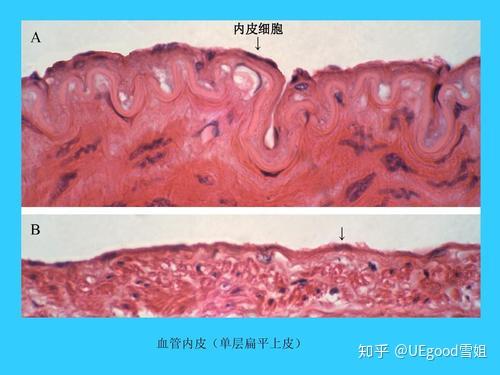 组胚红蓝铅笔实验图的单层扁平上皮和假复层纤毛柱状上皮怎么画呀