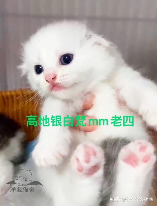 甜美可爱的银白高地宝宝招铲屎官,2021年5月1日棉花糖的五胞胎诞生.
