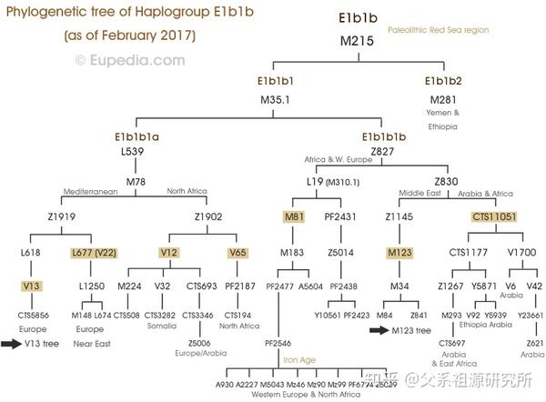 父系单倍群e1b1b