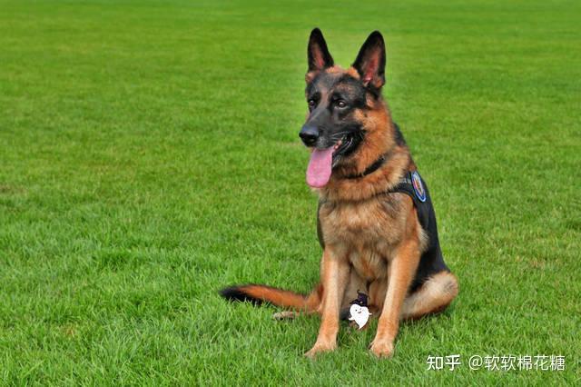 别质疑德国牧羊犬它的好坏一目了然