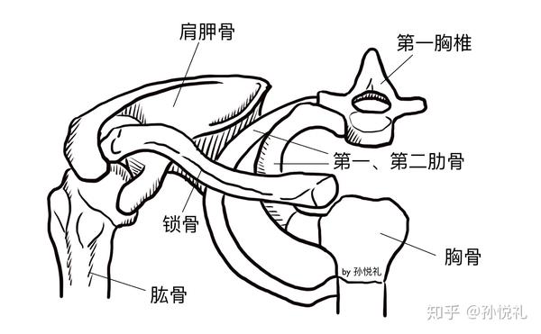 肩关节的骨骼结构组成