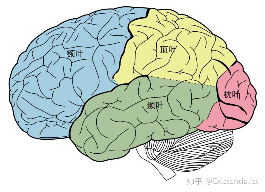 从外部看,人的大脑可以被外侧沟,中心沟,头顶后头沟3条脑沟分为了4个