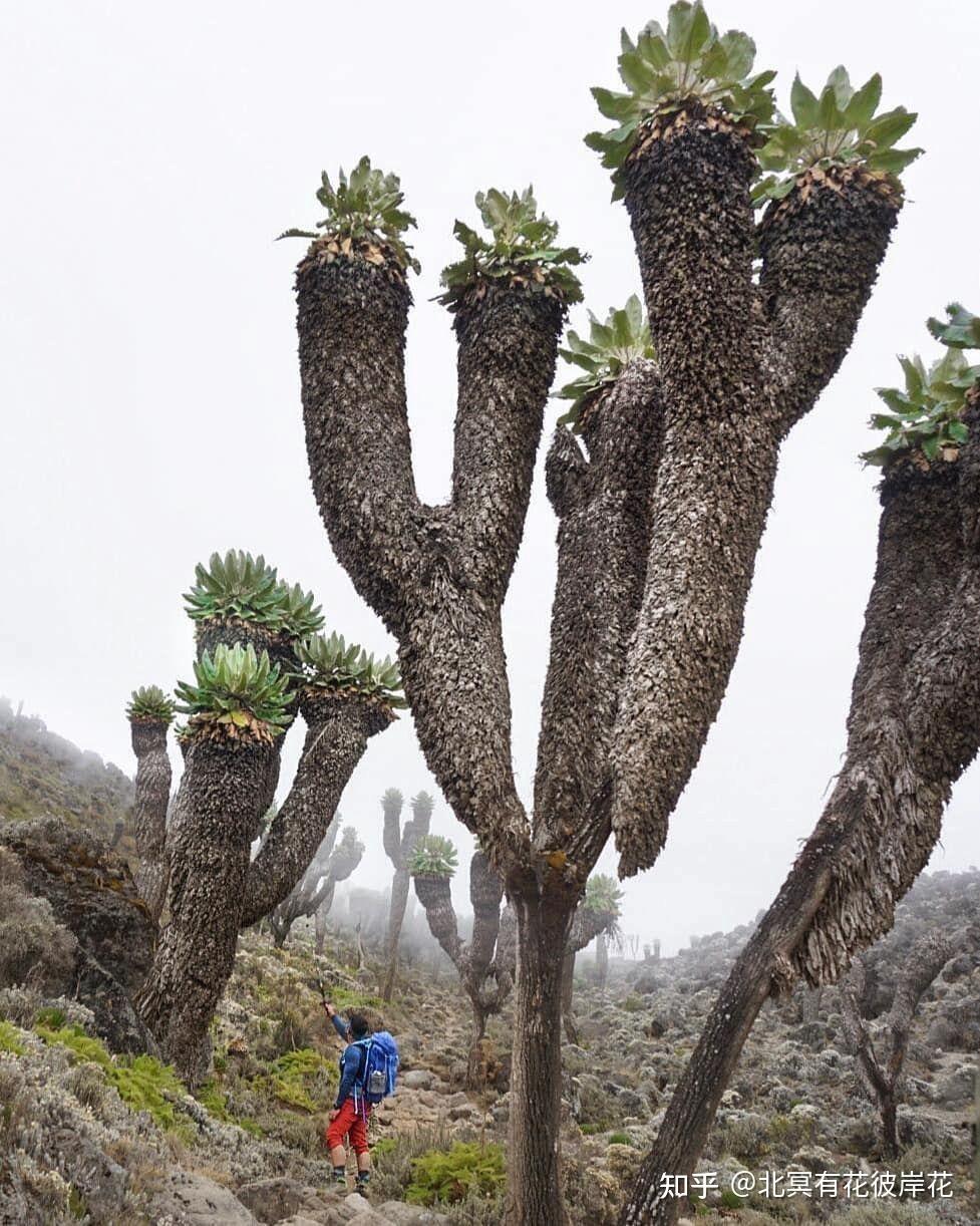 生长在地球上的外星植物