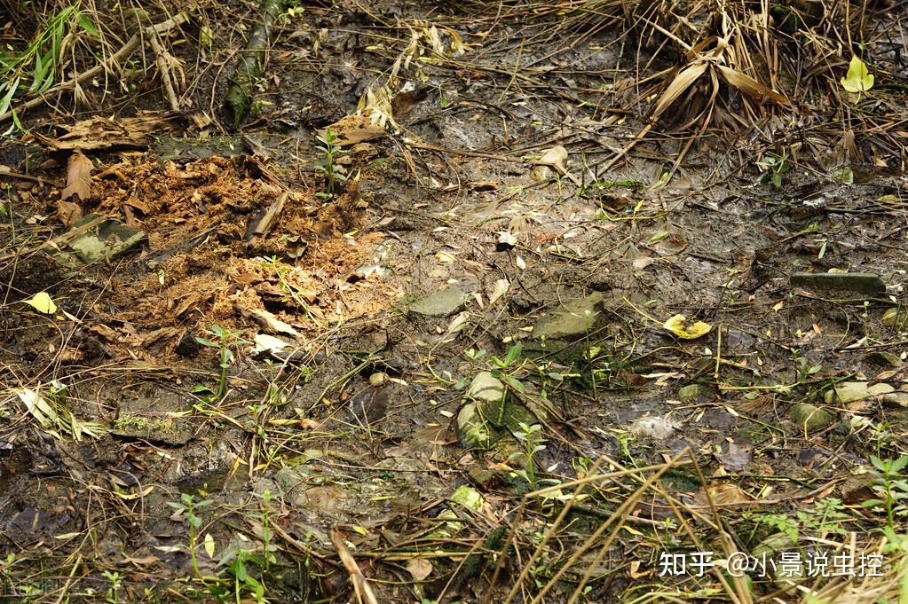 过期杀虫剂是什么垃圾