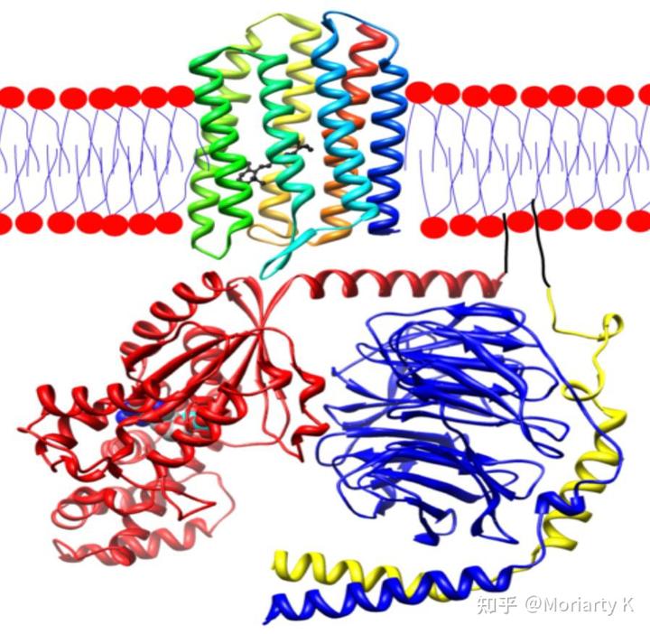 视紫质全称"视网膜紫质"(rhodopsin),呈红紫色并因此得名(平行于细胞