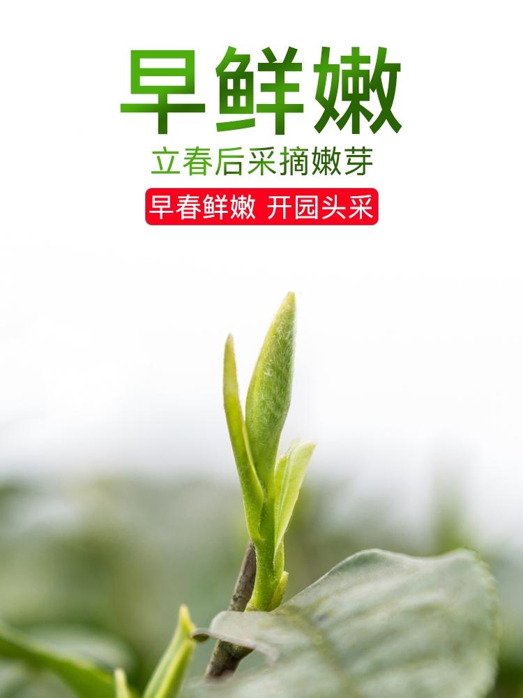 雀舌绿茶你喝的是真的明前茶吗