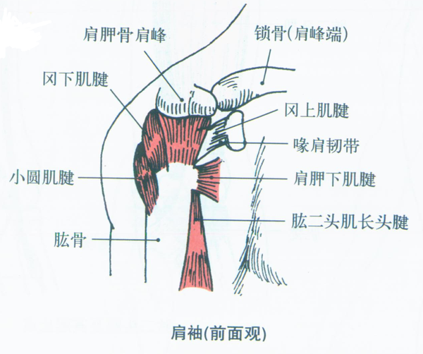 2,冈上肌(supraspinatus)