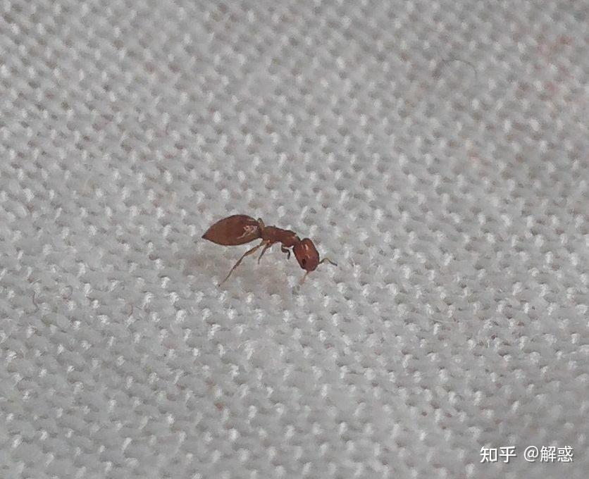 家里出现红色小蚂蚁 请问是什么蚂蚁 怎么清除?